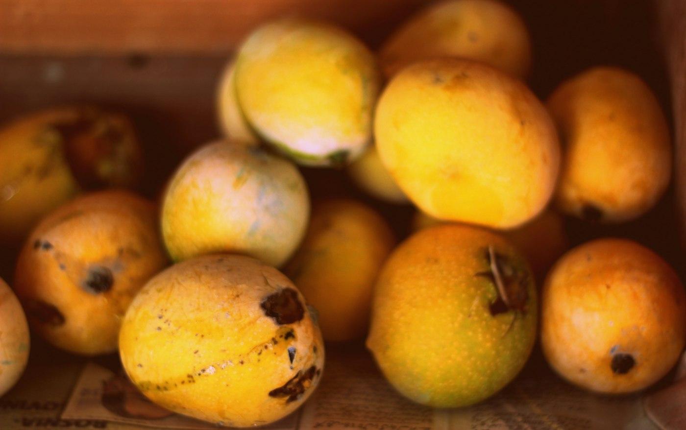 Small round ripe Desi mangoes