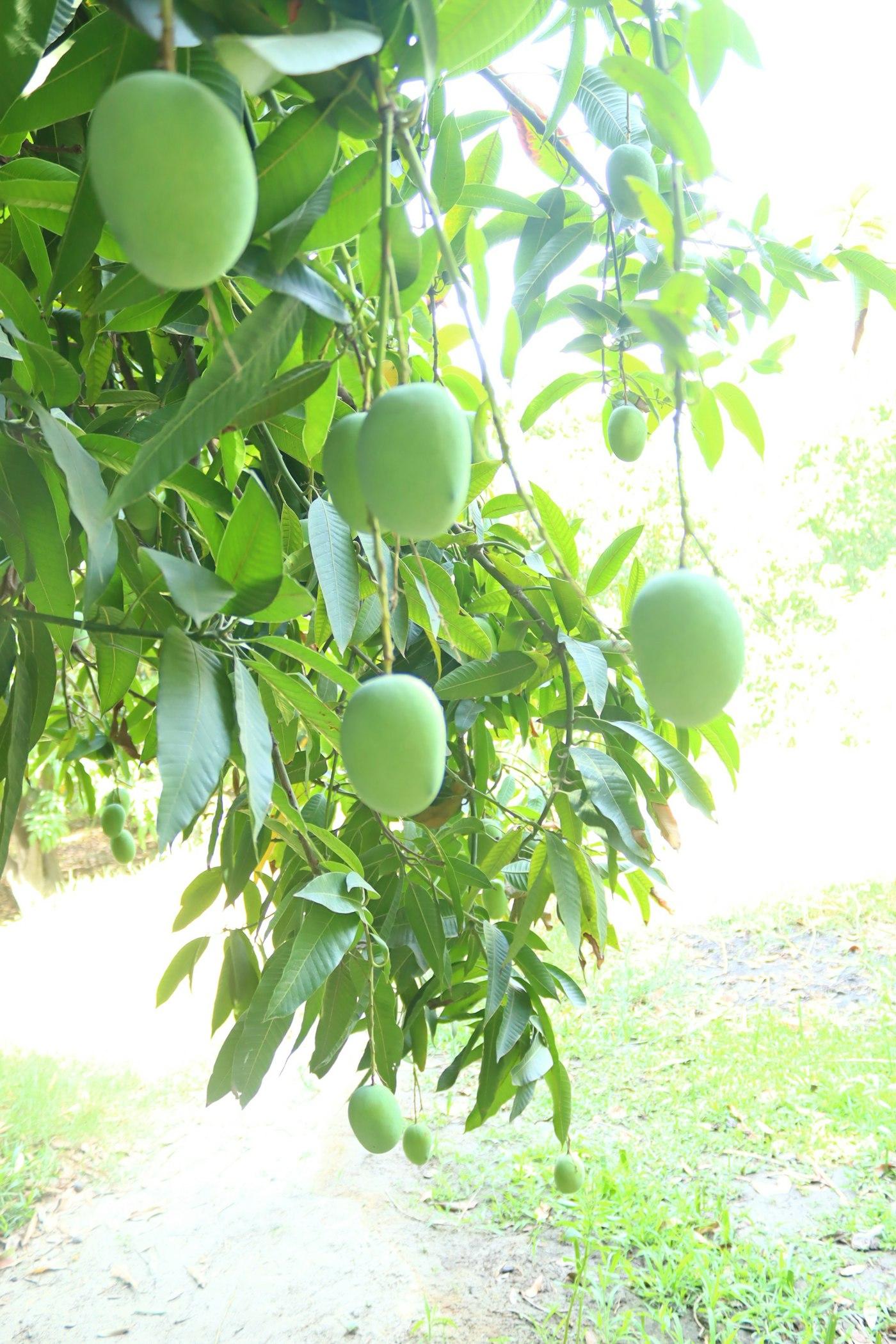 Green mangoes growing on a tree in a sunny orchard